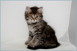 Female Siberian Kitten from Deedlebug Siberians